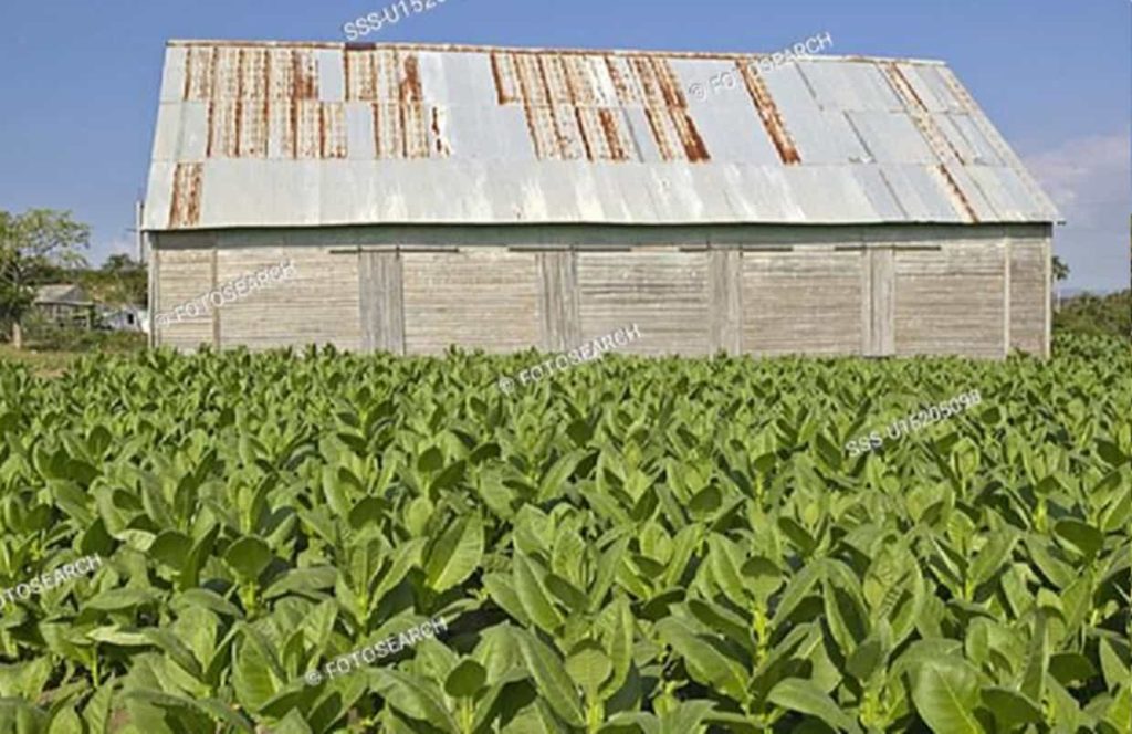 Verdant Tobacco Fields of Guatemala