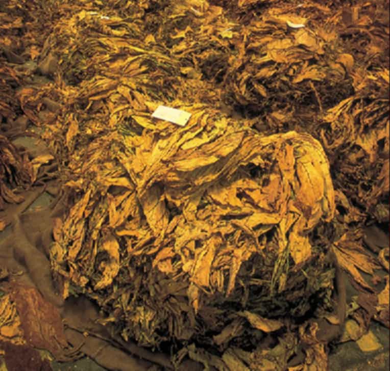 Dark Air-Cured tobacco leaves ready for processing