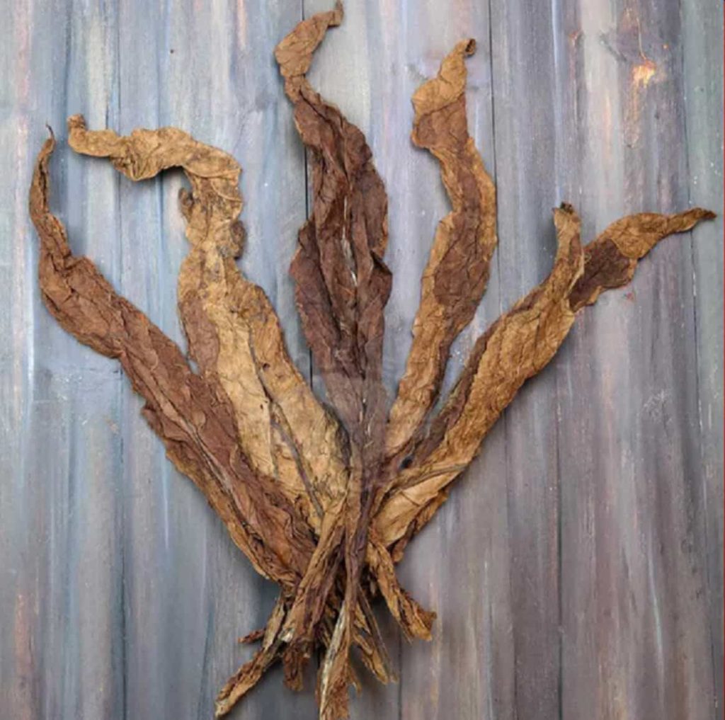A vivid glance at Burley tobacco leaves, primed for the art of blend crafting.